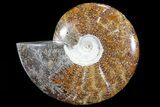 Polished, Agatized Ammonite (Cleoniceras) - Madagascar #72871-1